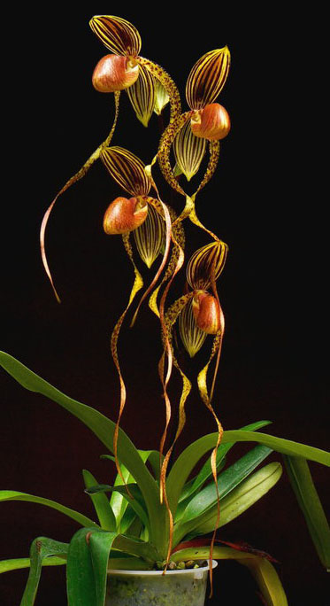 Paphiopedilum Shin-Yi Lady x Michael Koopowitz
