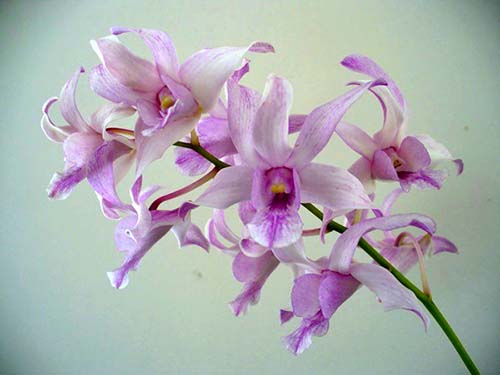Dendrobium Channel