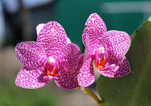 Phalaenopsis (Hsinying Fanjo x Mituo Sun) x Mituo Sun