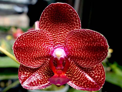 Phalaenopsis Ching Her Buddha x Mituo Sun