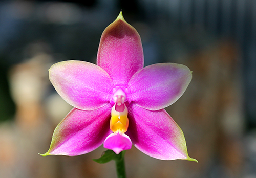 Phalaenopsis LD's Bear Queen x violacea blue