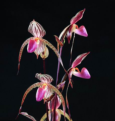 Paphiopedilum Lady Isabel x Susan Booth