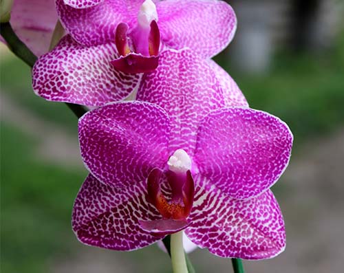Phalaenopsis (Mituo Sun x Ching Her Buddha) x Mituo Sun