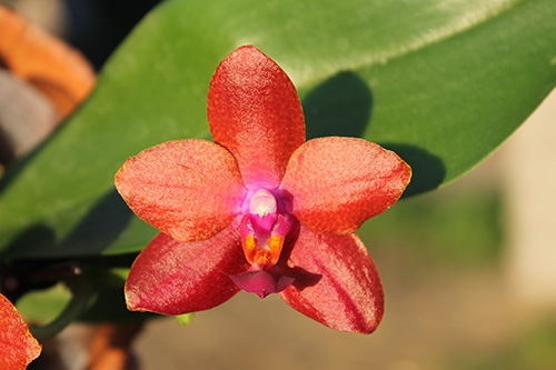 Phalaenopsis Zheng Min Falcon