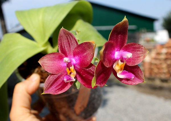 Phalaenopsis Mituo King Bellina