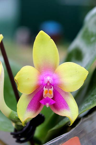 Phalaenopsis ((Sogo Kaiulani x bellina) x LD's Bear Queen) x LD's Bear Queen