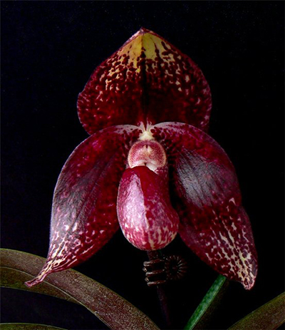 Paphiopedilum bellatulum x anitum