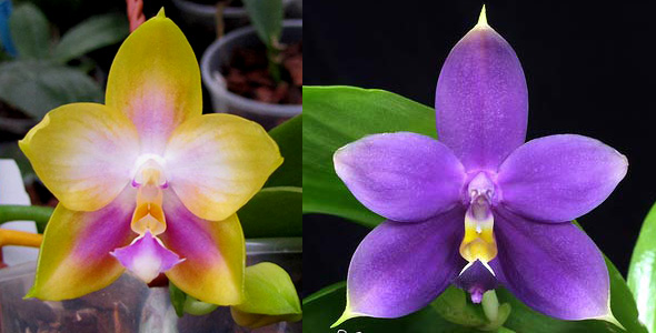 Phalaenopsis Zeng Min Muscadine x violacea indigo
