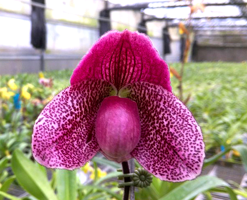 Paphiopedilum Cocoa Red x Impulser