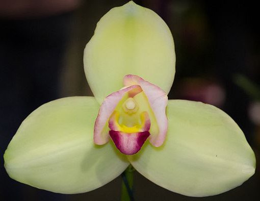 Lycaste Mount Hiei (Mount Hira x Shoalhaven 'Kobe')