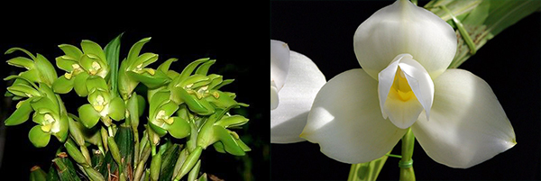 Lycaste Andromeda (nana x Sunray 'Odette')