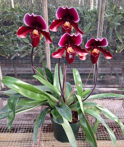 Paphiopedilum Gene Hausermann 'Andrew'