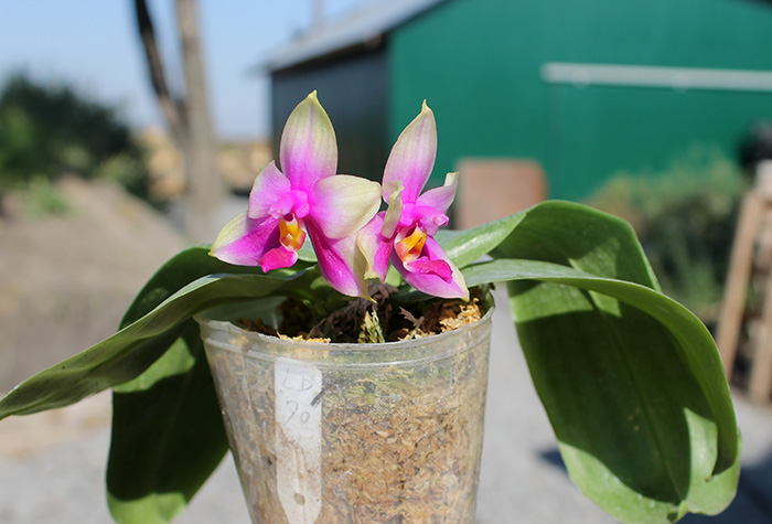 Phalaenopsis LD Purple Bear x bellina