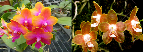 Phalaenopsis Mituo Cake 'M#1' x venosa 'TGDT'