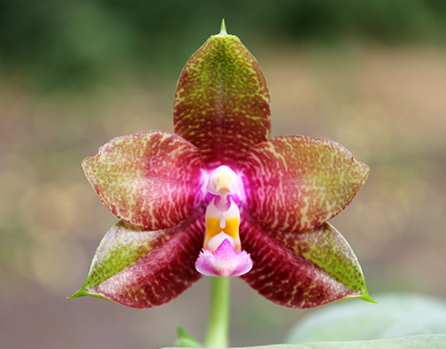 Phalaenopsis Dragon Tree Eagle 'DT' x tetraspis 'C#1'