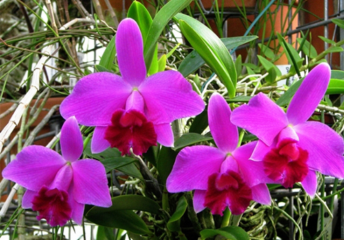 Laelia pumila 'Black Diamond'