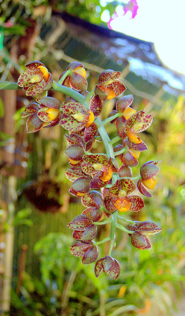 Catasetum rodigasianum