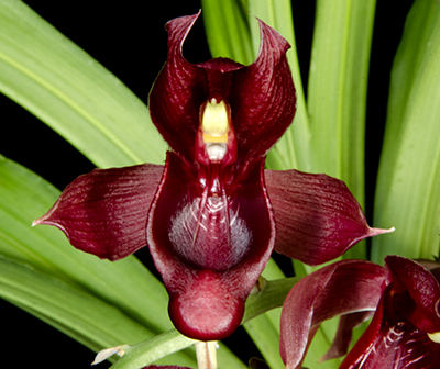 Catasetum vinaceum