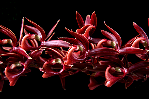 Mormodes vinaceum