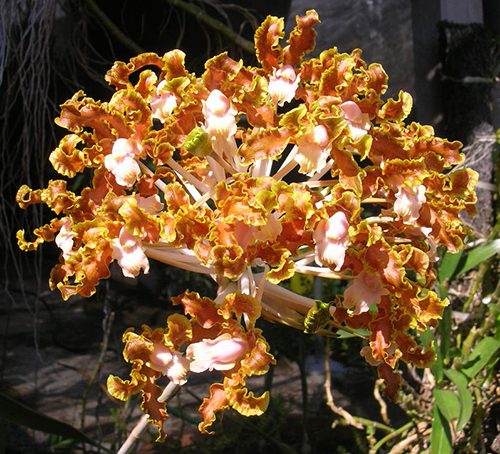 Schomburgkia fimbriata