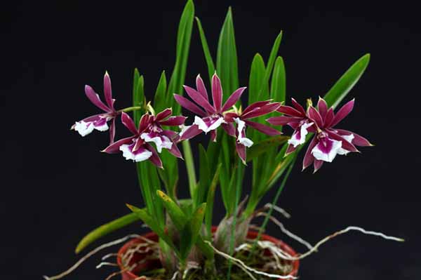 Epidendrum Chien Ya Smile 'K S' (Epi. polybulbon x E. cordigera)