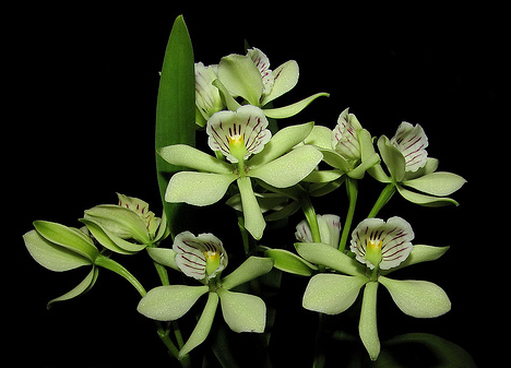 Anacheilium radiatum 'Jeff's Select'
