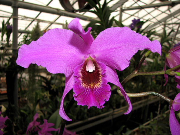 Laelia anceps x Cattleya Molly Tiler