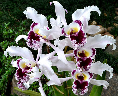 Laelia crispa vinicolor