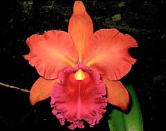Brassolaeliocattleya Nobile's Tropicana 'TP09'