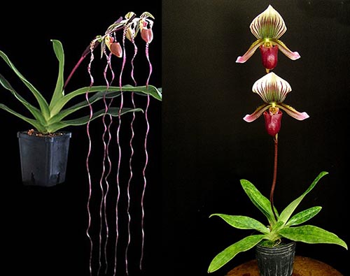 Paphiopedilum barbatum x sanderianum