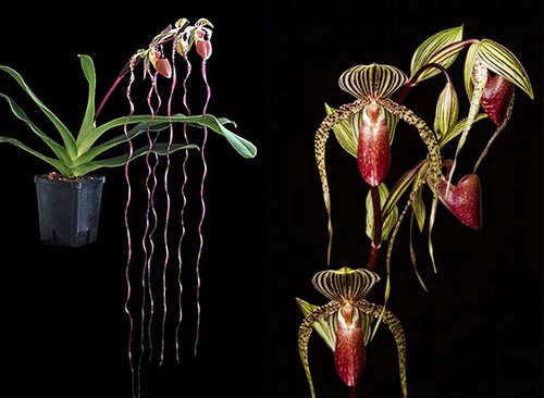 Paphiopedilum David Ott x sanderianum