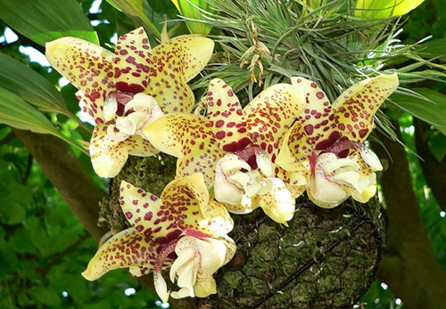 Stanhopea hernandezii