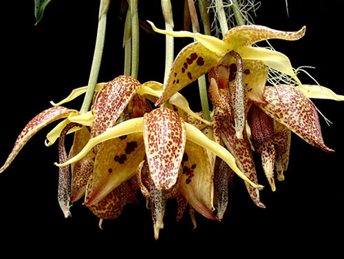 Embreea rodigasiana