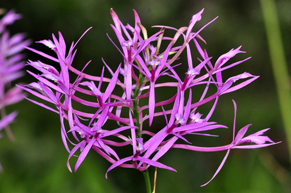 Epidendrum blepharoclinium