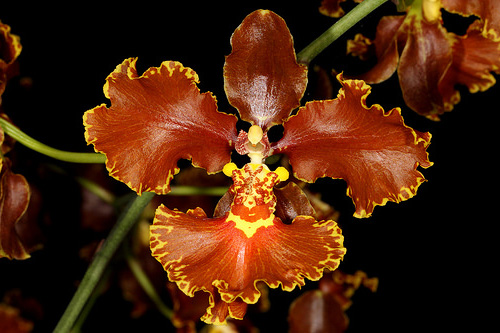 Gomesa novaesae