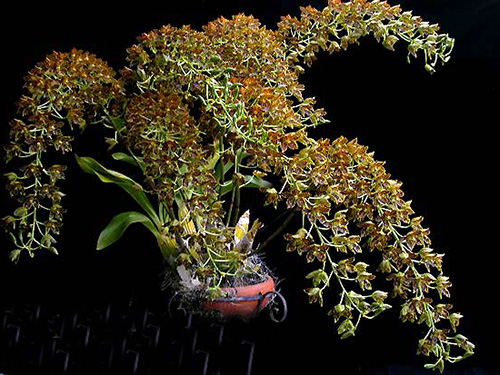 Grammatophyllum scriptum