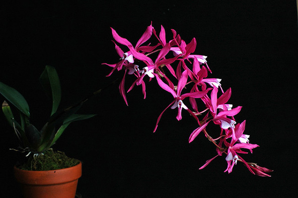 Oncidium roseum