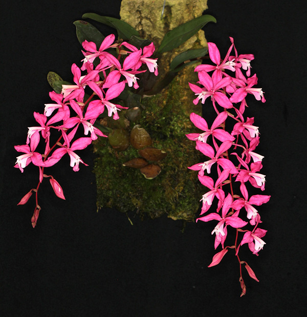 Oncidium vulcanicum