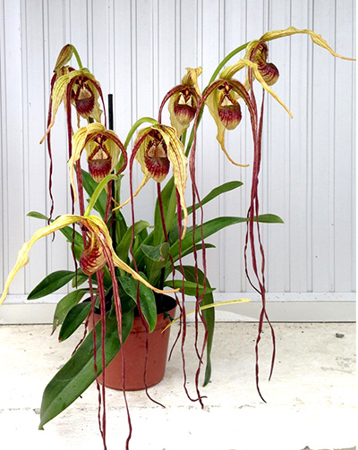 Phragmipedium warszewiczianum 'Fortuna'