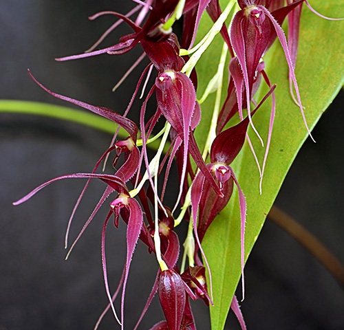 Pleurothallis phalangifera