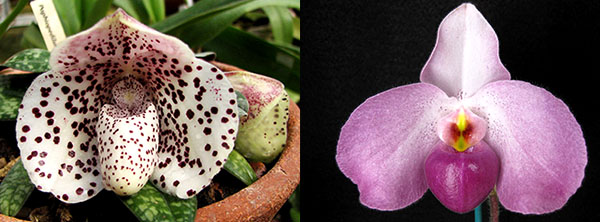 Paphiopedilum Ho Chi Minh x bellatulum