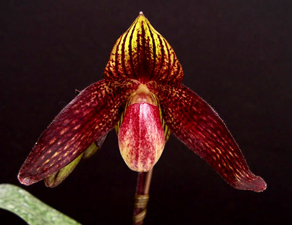 Paphiopedilum bellatulum 'Bear-34' x anitum 'Bear-4'