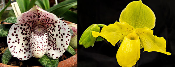 Paphiopedilum Gold Dollar x bellatulum 'Bear-2'