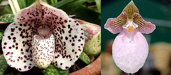 Paphiopedilum bellatulum x micranthum Bear-85'