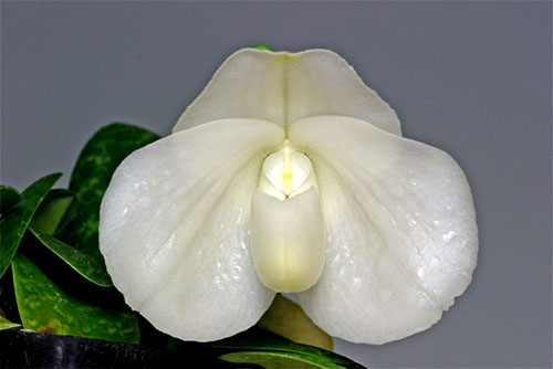Paphiopedilum bellatulum album