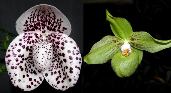 Paphiopedilum bellatulum x Hung Sheng Jackii