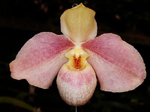 Paphiopedilum Ho Chi Minh x hangianum 'Bear-129'