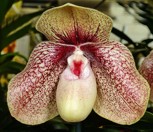 Paphiopedilum bellatulum 'Bear-43' x hangianum 'Bear-121'