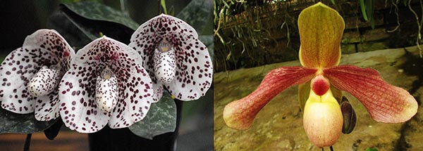Paphiopedilum Hung Sheng Knight x bellatulum