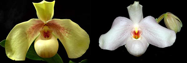 Paphiopedilum In-Charm Handel x hangianum 'Super Bear'